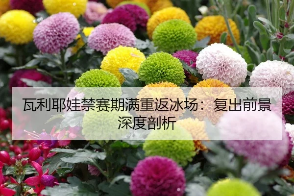 瓦利耶娃禁赛期满重返冰场：复出前景深度剖析