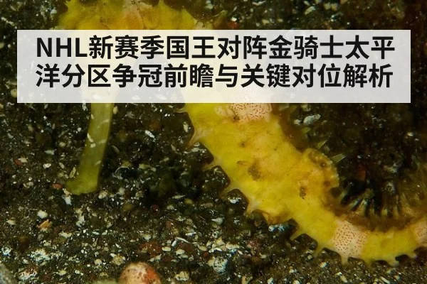 NHL新赛季国王对阵金骑士太平洋分区争冠前瞻与关键对位解析